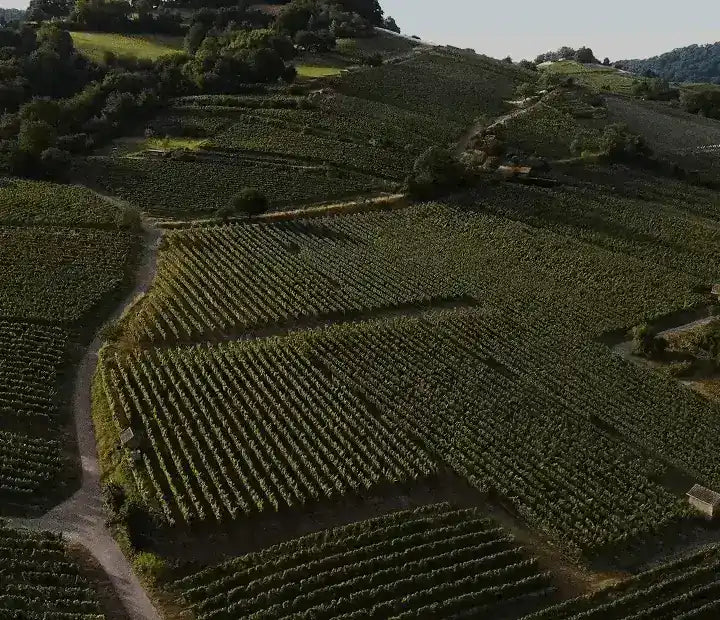 Vineyard